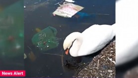 O lebădă a fost surprinsă în timp ce căuta de mâncare printre gunoaie, pe un lac